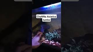 Channa asiatica jumbo shortsvideo [upl. by Enahsal208]