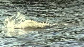 Greatest Muskie Video Ever quotClose Encounters of the Right Kindquot [upl. by Lenrow]