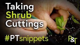 How to Take Shrub Cuttings PTsnippet [upl. by Adyht]