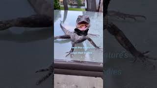 Frilled Dragon Lizard can change their body according to need youtubeshorts [upl. by Stav]