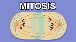 MITOSIS CYTOKINESIS AND THE CELL CYCLE [upl. by Nehr]