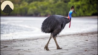 Evolution of the Giant Flightless Birds [upl. by Pagas]