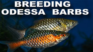 Breeding Odessa Barbs [upl. by Lisabet]