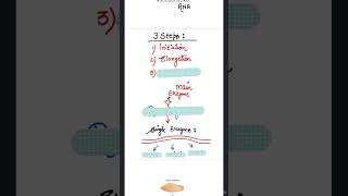 TRANSCRIPTION IN PROKARYOTES  NEET  CBSE  MOLECULAR BASIS OF INHERITANCE [upl. by Schinica]