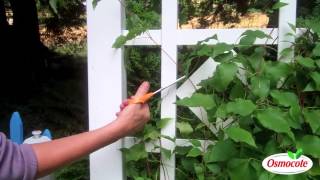 How To Prune And Feed Clematis For A Longer Bloom Season [upl. by Alyahs419]