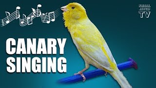 Bird Sounds  Canary Singing  Melodies Canary Bird Song  Training Video  Faisal Javed TV [upl. by Bret802]