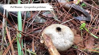 Lycoperdon perlatum – Puf Mantarı tabiat lycoperdon pufmantarı [upl. by Reviere]