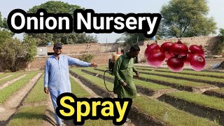 Onion Nursery ko Fungicide Spray [upl. by Atoiyanap]