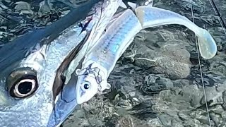 Caribbean Barracuda destroyed the one lure that works Hidden lagoon deep in Curacao [upl. by Eanil]