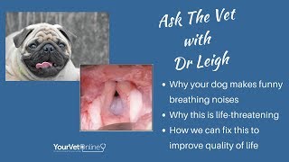 Brachycephalic Dogs Why Your Dog Cant Breathe And How Vets Fix It [upl. by Fabrin513]