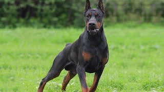 The Power of DOBERMAN He was created for this [upl. by Julius]