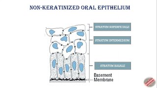 Nonkeratinized Oral Epithelium Oral Mucous Membrane bds dental dentistry dentistryworld oral [upl. by Melitta533]