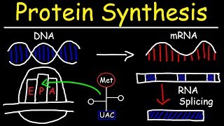 Transcription and Translation  Protein Synthesis From DNA  Biology [upl. by Nahk]