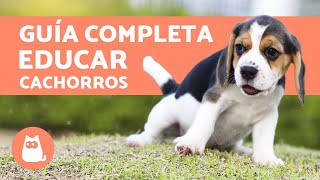 ¿Cómo educar a un cachorro [upl. by Samira]