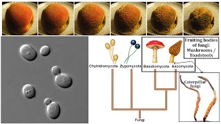 Fungi Chitin Yeasts Molds Mushrooms and Decomposition [upl. by Kathrine]