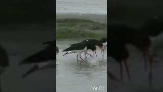 oystercatchers are hilarious 🤣 [upl. by Arnaud]