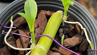 Propagating orchids is simple and effective Help your orchids quickly sprout roots [upl. by Christye]