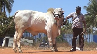 Great Ongole bull Ongole gitta pride of Andra Pradesh [upl. by Lenhart943]