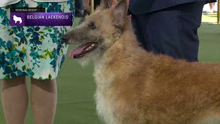 Belgian Laekenois  Breed Judging 2023 [upl. by Teleya]