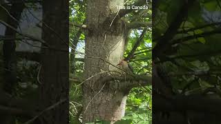 Chief examiner woodpecker bird examines tree to determine if its a good candidate for pecking [upl. by Anitselec652]