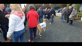 Great joy at presentations for Clonmel coursing 2023 [upl. by Nyliak]