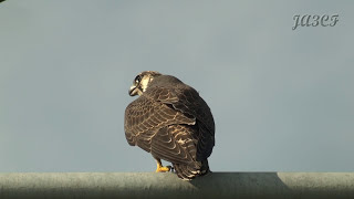 ハヤブサの鳴き声 Peregrine Falcon [upl. by Onaicul64]