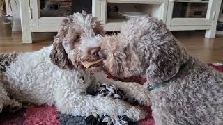 Lagotto Romagnolo [upl. by Yedorb337]