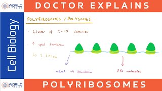 PolyribosomesPolysomes  Cell Biology [upl. by Attenat]