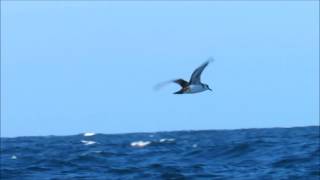 Great Shearwater amp Storm Petrel  Penzance Pelagic  Cornwall  5th August 2017 [upl. by Onder]