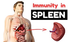 Immunity in Spleen animation [upl. by Shannah792]