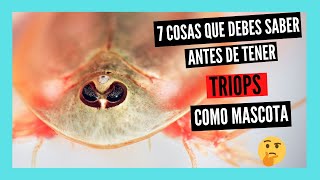 7 COSAS que DEBES SABER antes de tener TRIOPS [upl. by Sally]