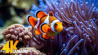 Aquarium 4K VIDEO ULTRA HD 🐠 Beautiful Coral Reef Fish  Relaxing Sleep Meditation Music 106 [upl. by Hsan255]