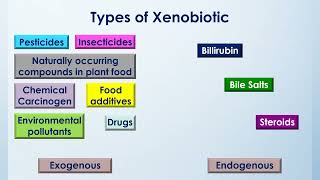 Metabolism of Xenobiotics  2nd Year MBBS  Lecture 01 [upl. by Nolahc]