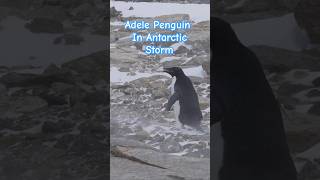 Adele penguin in the Antarctic storm  so cute penguin antartic [upl. by Eivi798]