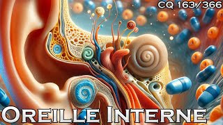 Anatomie de loreille interne  CQ163 [upl. by Yevi]