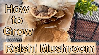 How to Grow Reishi quotMushroom of Immortalityquot [upl. by Beane168]