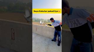 Naye kabutar🕊️ pakad liye😍 petlover minivlog pigeon budgiesfam kabutar birds kabutarbazi [upl. by Ima]