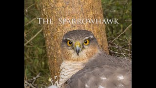 The Elusive Sparrowhawk Long Version [upl. by Itsa]