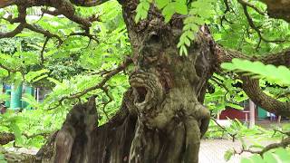 Tamarind Bonsai tree Tamarindus indica [upl. by Yorker350]