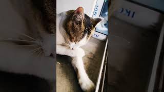 Cat song Bhudhus Activity Arpita Biswas vlogs shorts [upl. by Anitselec627]