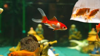 Fish acclimation How to properly acclimate new aquarium fish How to add a new fish to your fish tank [upl. by Upshaw]