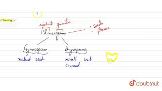 The gymnosperm resembles with angiosperm in having [upl. by Katerina696]