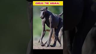 Guess the animal 🦁 animal name 😱 shorts youtubeshorts facts [upl. by Annawad]