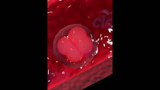 fertilization amp Implantation in Human 3D animation video [upl. by Onurb]