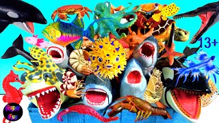 Sea Animals  Sharks Whales Fish Shellfish Cephalopods Crustaceans Sea Turtles Rays 13 [upl. by Aisirtap]