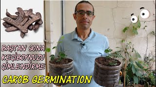 Keçiboynuzu Harnup Çimlendirme Carob germination from start to finish [upl. by Doykos]