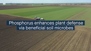 Phosphorus availability influences plant defense via effects on beneficial soil microbes [upl. by Jameson530]