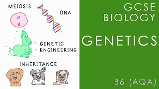 GENETICS Variation amp Inheritance  GCSE Biology AQA Topic B6 [upl. by Vasya234]