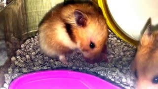 Syrian Hamster Giving Birth [upl. by Orodoet]