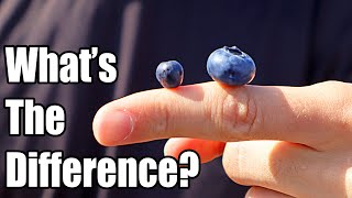 BILBERRY  How European Blueberries are Different than American Blueberries  Weird Fruit Explorer [upl. by Malachi232]